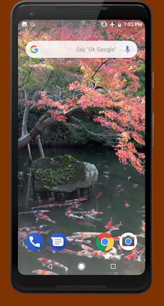 Japanese Koi Pond 4K Video LWP Tangkapan skrin 4