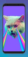 Funny MEME Wallpaper HD 4K應用截圖第4張