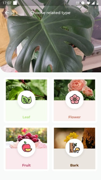 LeafSnap Plant Identification Screenshot 2