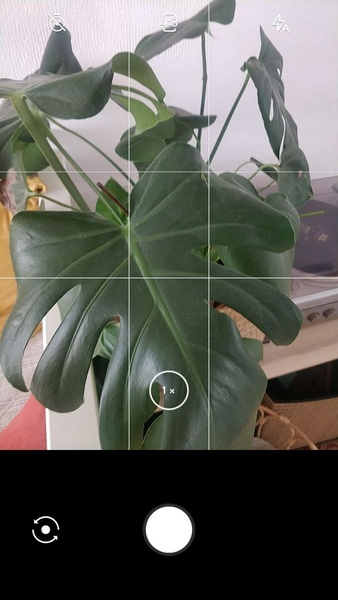 LeafSnap ဖန်သားပြင်ဓာတ်ပုံ 1