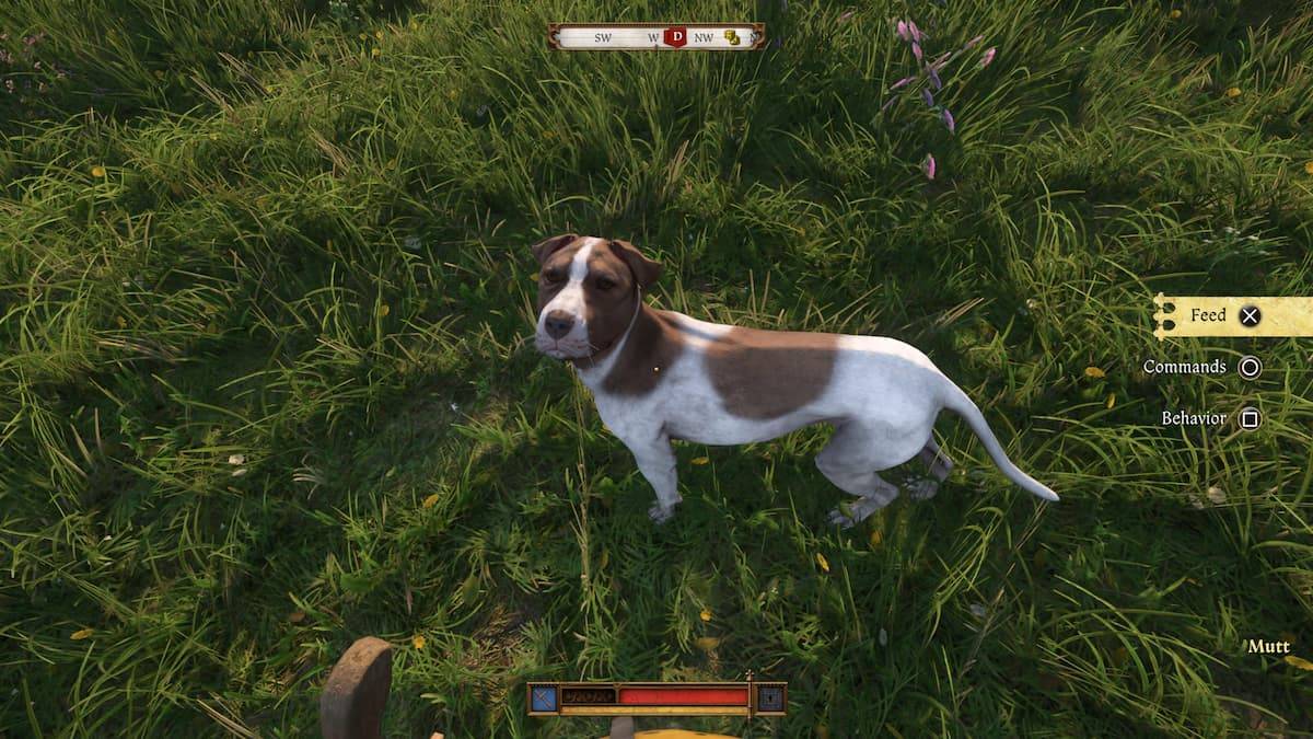 Discover Mutt's Location in Kingdom Come Deliverance 2
